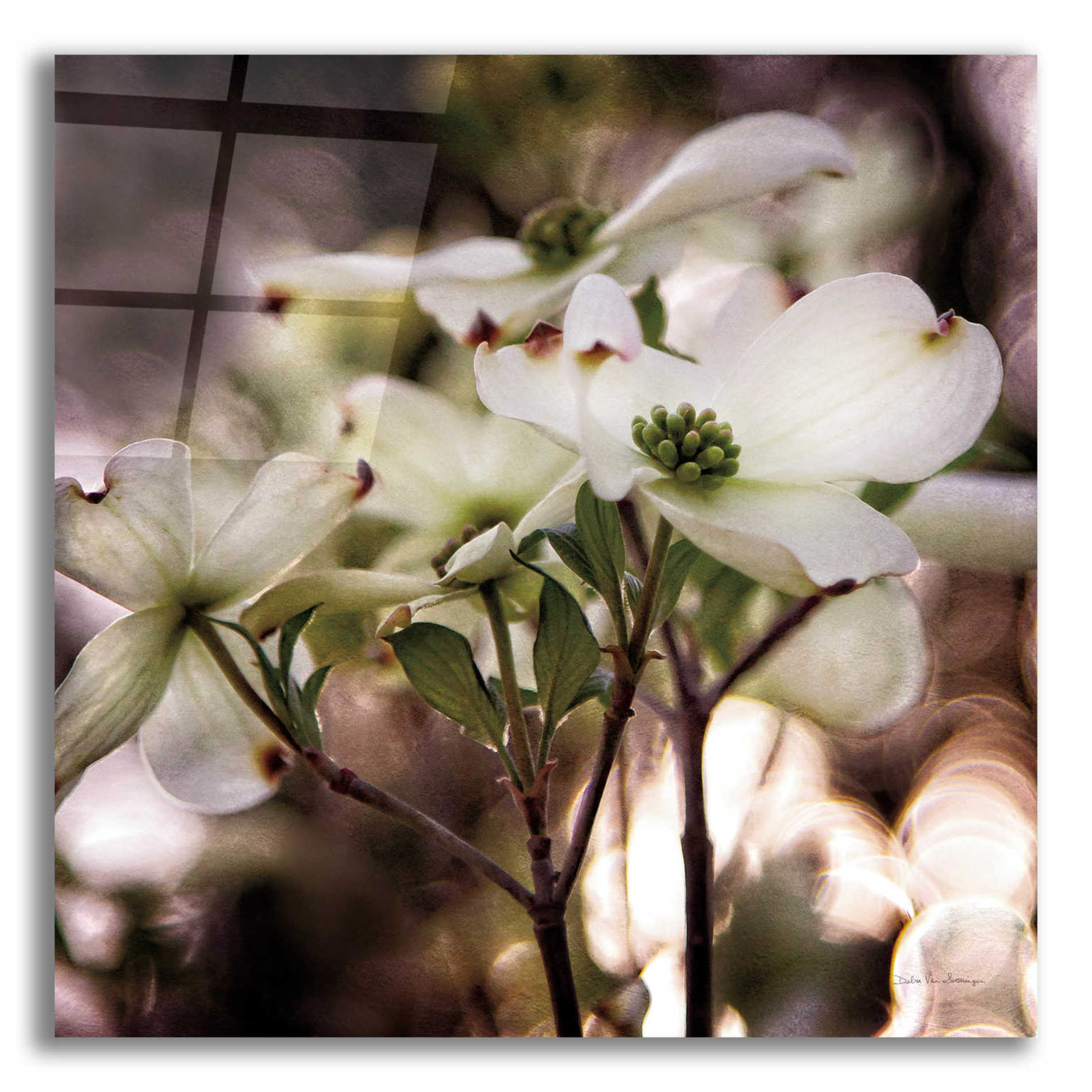 Epic Art 'White Dogwood II' by Debra Van Swearingen, Acrylic Glass Wall Art,12x12