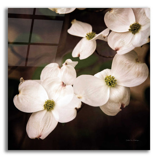 Epic Art 'White Dogwood III' by Debra Van Swearingen, Acrylic Glass Wall Art