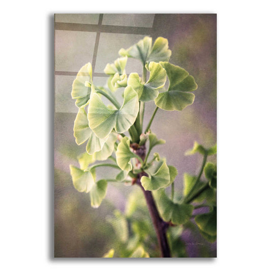 Epic Art 'Sprouting Ginkgo I' by Debra Van Swearingen, Acrylic Glass Wall Art