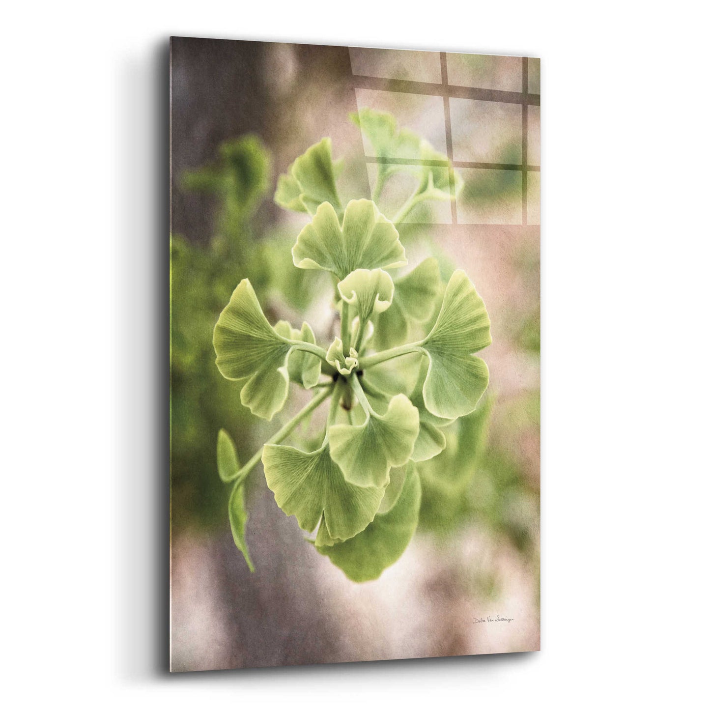 Epic Art 'Sprouting Ginkgo II' by Debra Van Swearingen, Acrylic Glass Wall Art,12x16