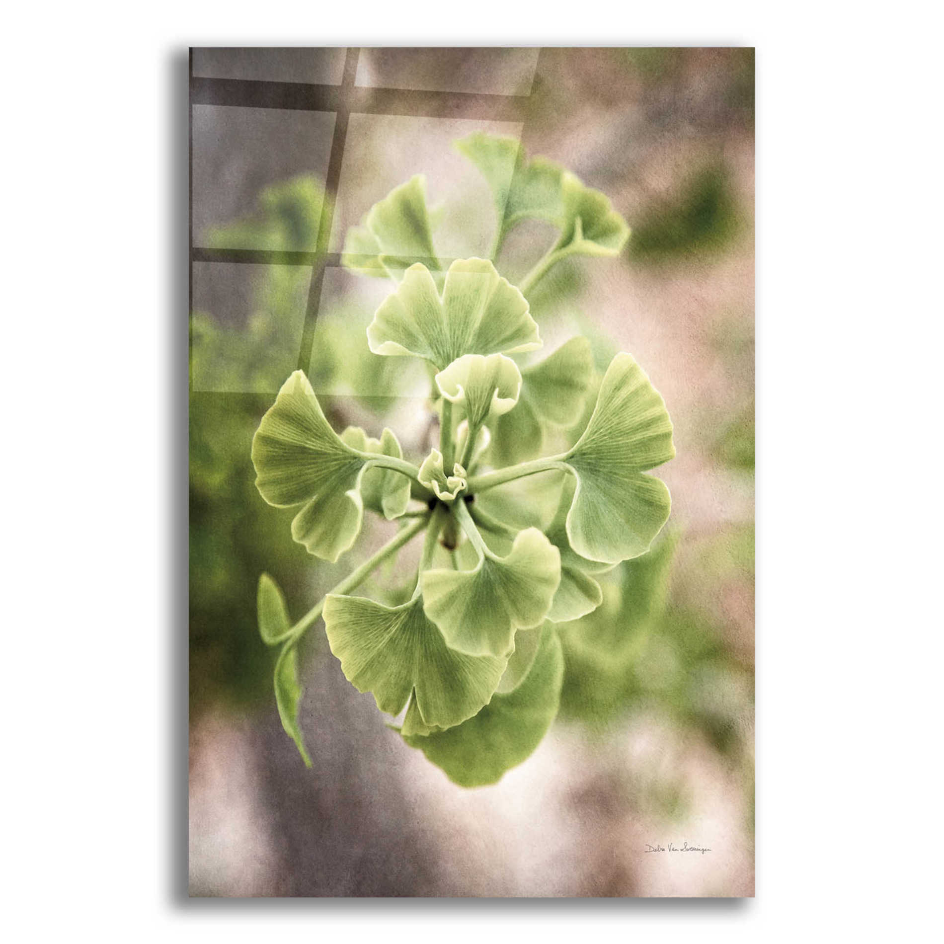 Epic Art 'Sprouting Ginkgo II' by Debra Van Swearingen, Acrylic Glass Wall Art,12x16