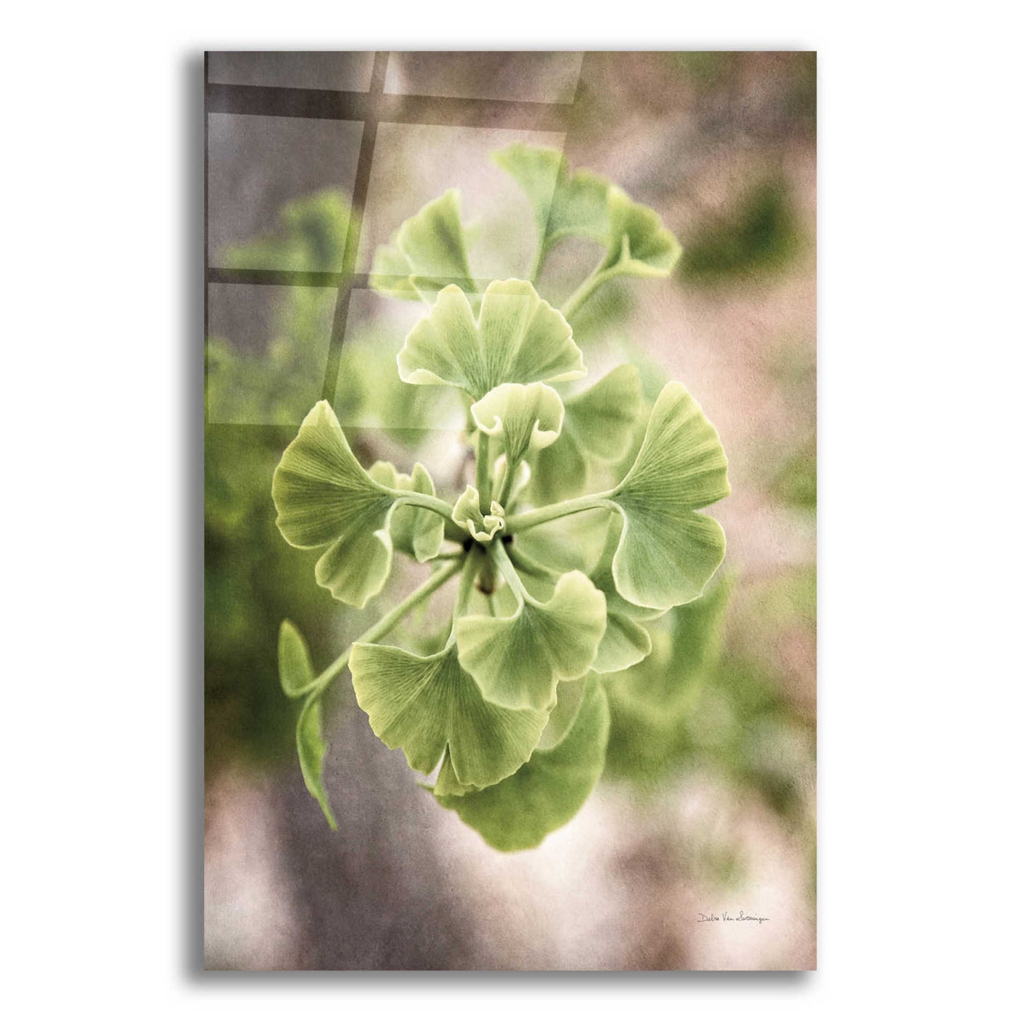 Epic Art 'Sprouting Ginkgo II' by Debra Van Swearingen, Acrylic Glass Wall Art,16x24