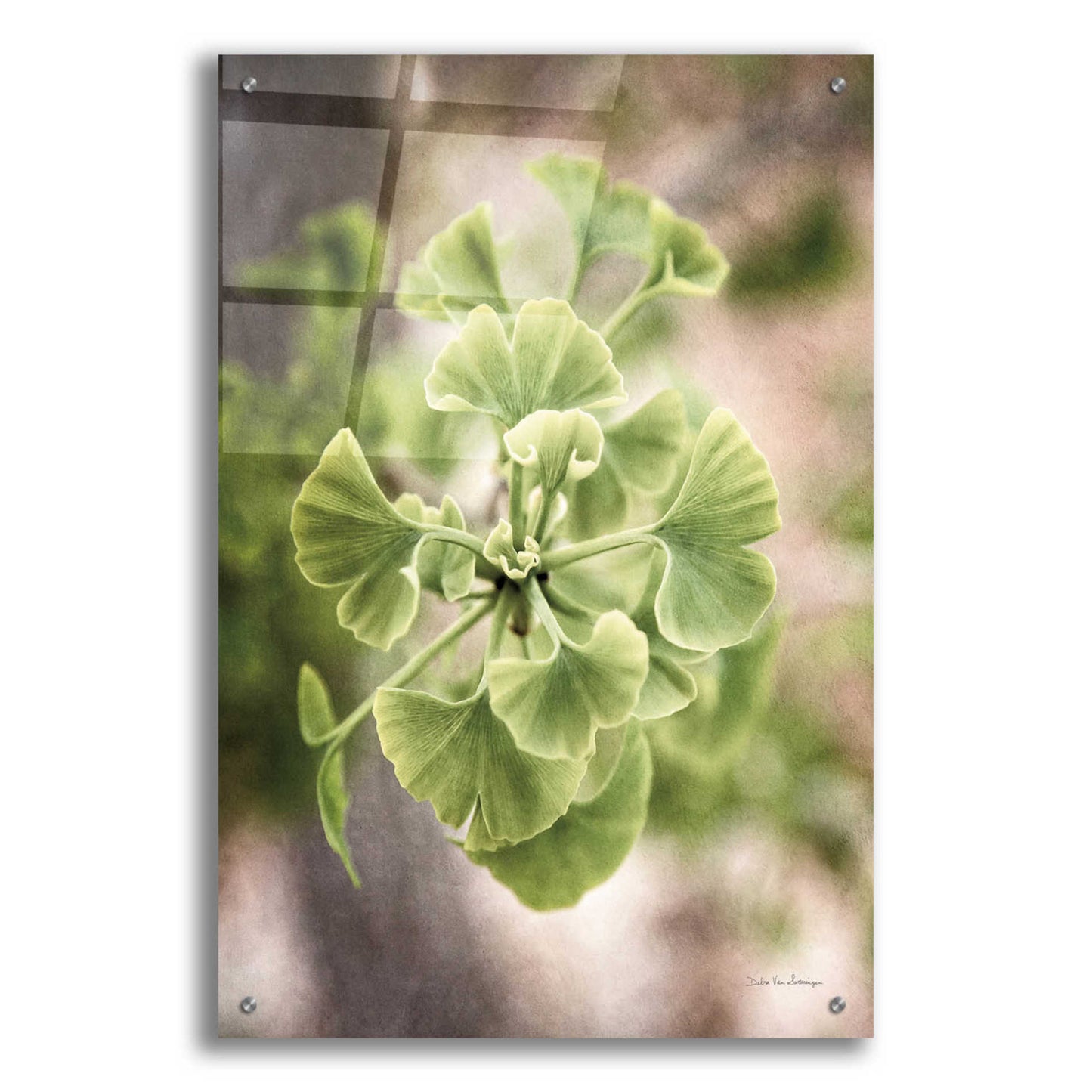 Epic Art 'Sprouting Ginkgo II' by Debra Van Swearingen, Acrylic Glass Wall Art,24x36