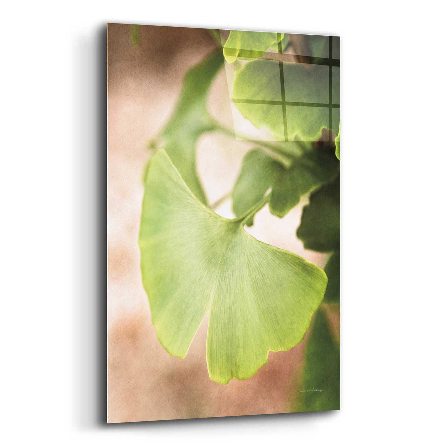 Epic Art 'Sprouting Ginkgo III' by Debra Van Swearingen, Acrylic Glass Wall Art,12x16