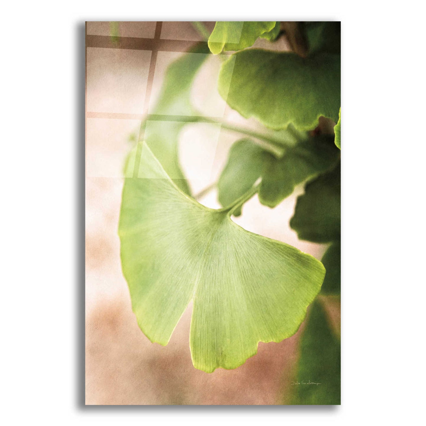 Epic Art 'Sprouting Ginkgo III' by Debra Van Swearingen, Acrylic Glass Wall Art,12x16