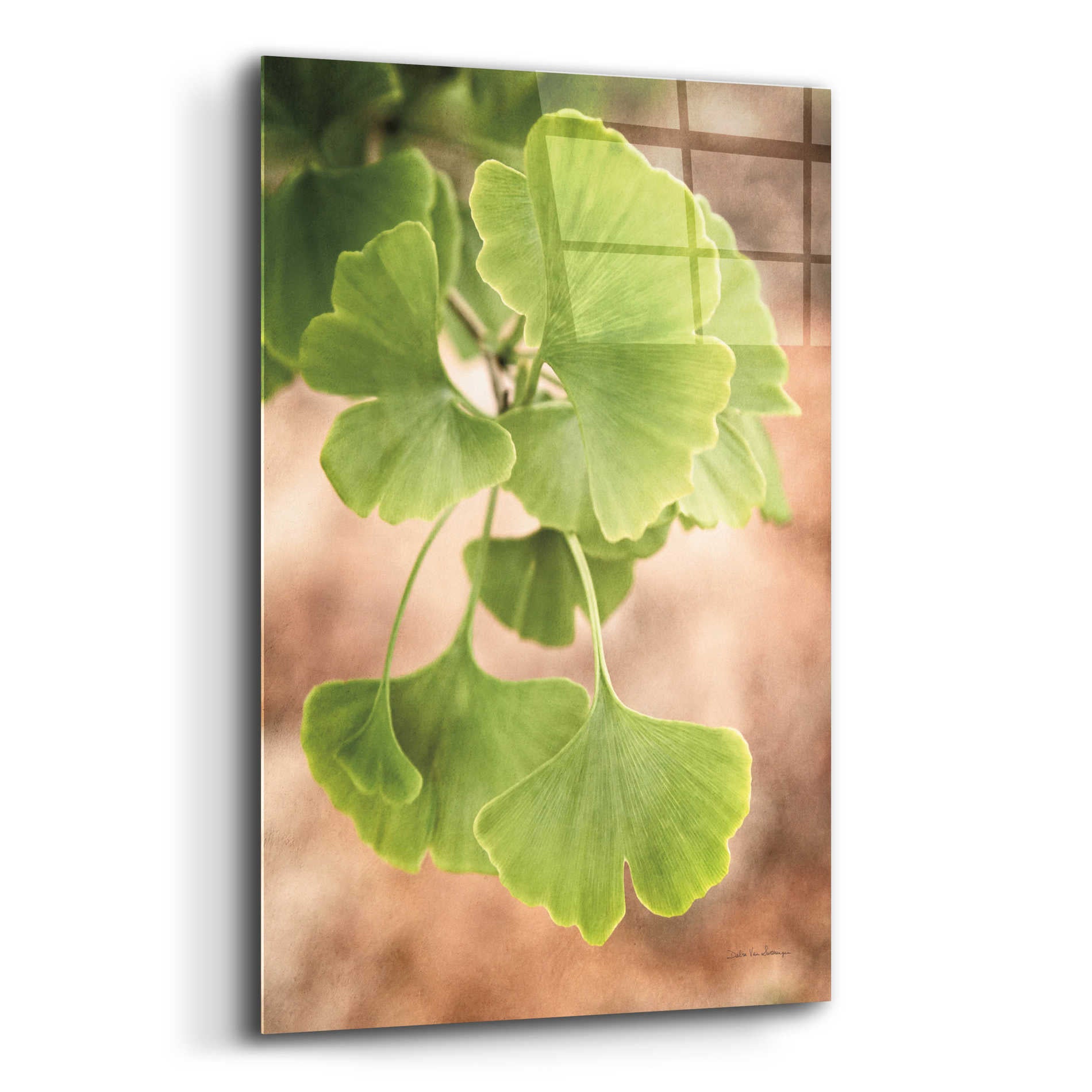 Epic Art 'Sprouting Ginkgo IV' by Debra Van Swearingen, Acrylic Glass Wall Art,12x16