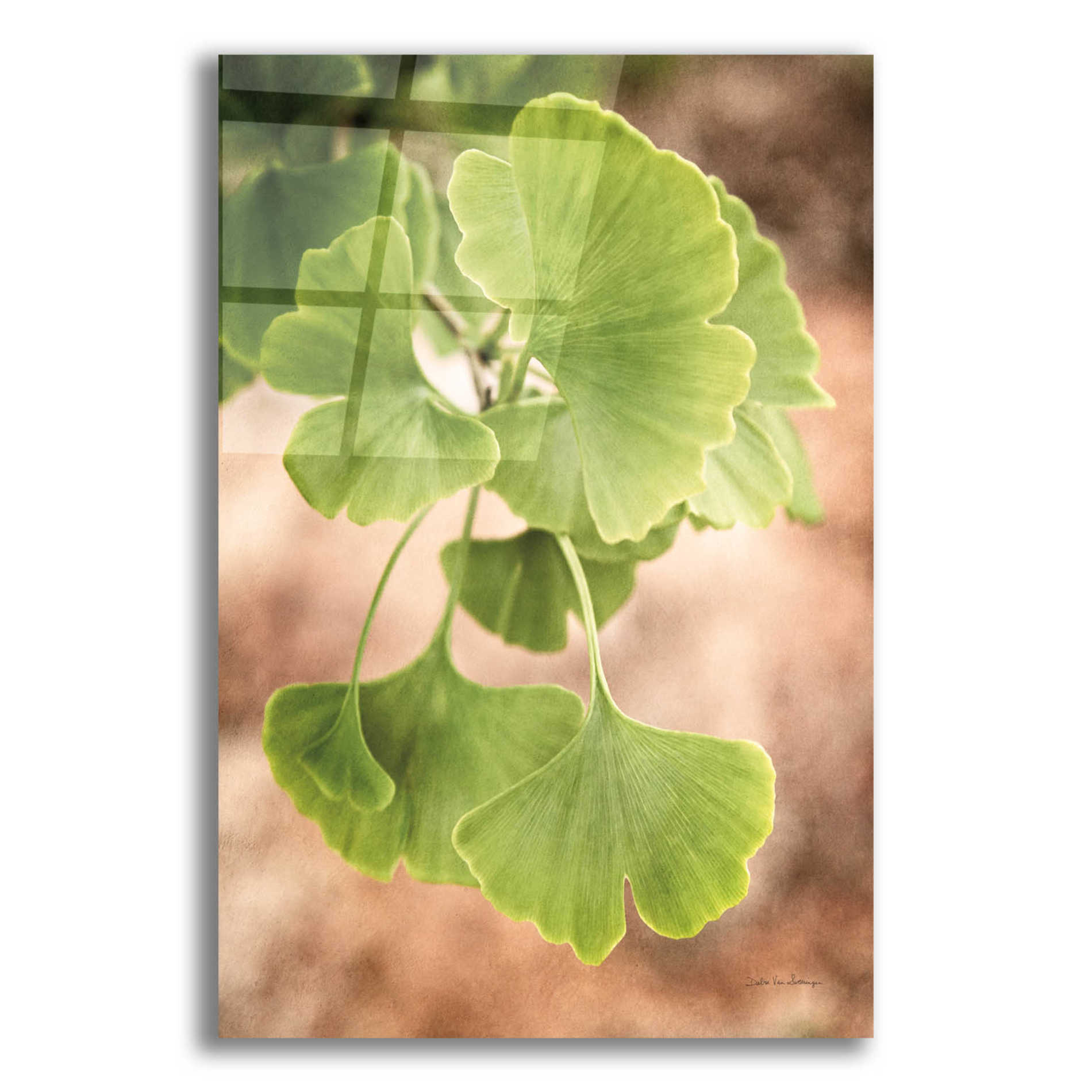 Epic Art 'Sprouting Ginkgo IV' by Debra Van Swearingen, Acrylic Glass Wall Art,12x16