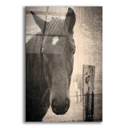 Epic Art 'Heres Looking at You I' by Debra Van Swearingen, Acrylic Glass Wall Art