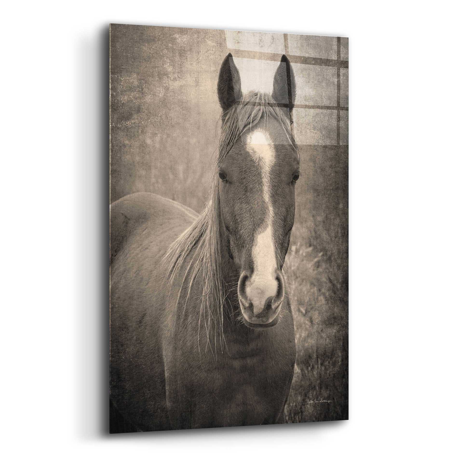 Epic Art 'Heres Looking at You II' by Debra Van Swearingen, Acrylic Glass Wall Art,12x16