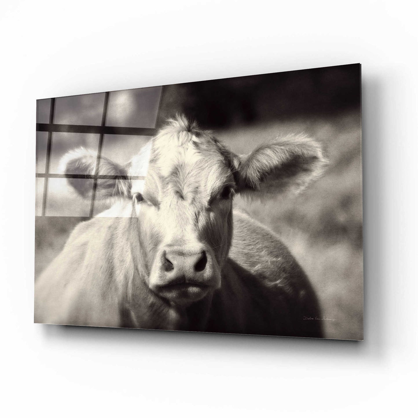 Epic Art 'Pasture Cow' by Debra Van Swearingen, Acrylic Glass Wall Art,16x12