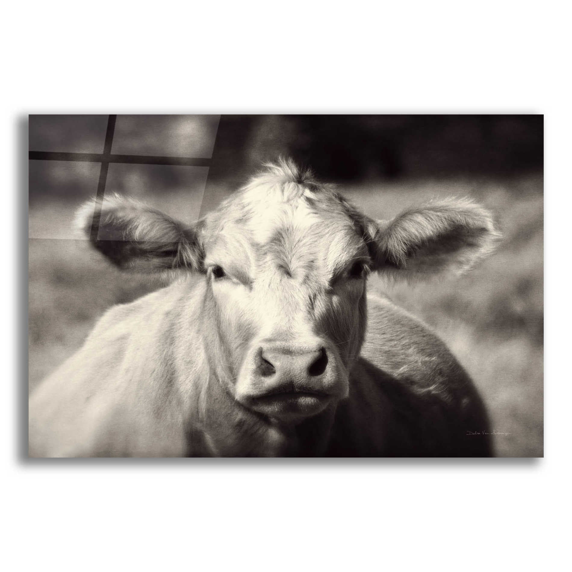 Epic Art 'Pasture Cow' by Debra Van Swearingen, Acrylic Glass Wall Art,16x12