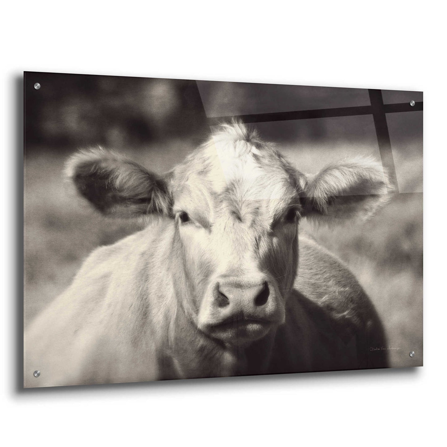 Epic Art 'Pasture Cow' by Debra Van Swearingen, Acrylic Glass Wall Art,36x24