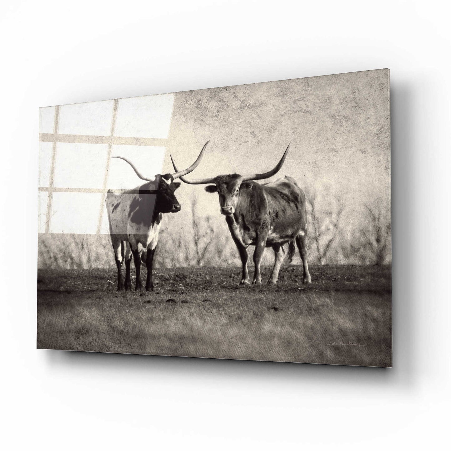 Epic Art 'Texas Longhorns' by Debra Van Swearingen, Acrylic Glass Wall Art,16x12