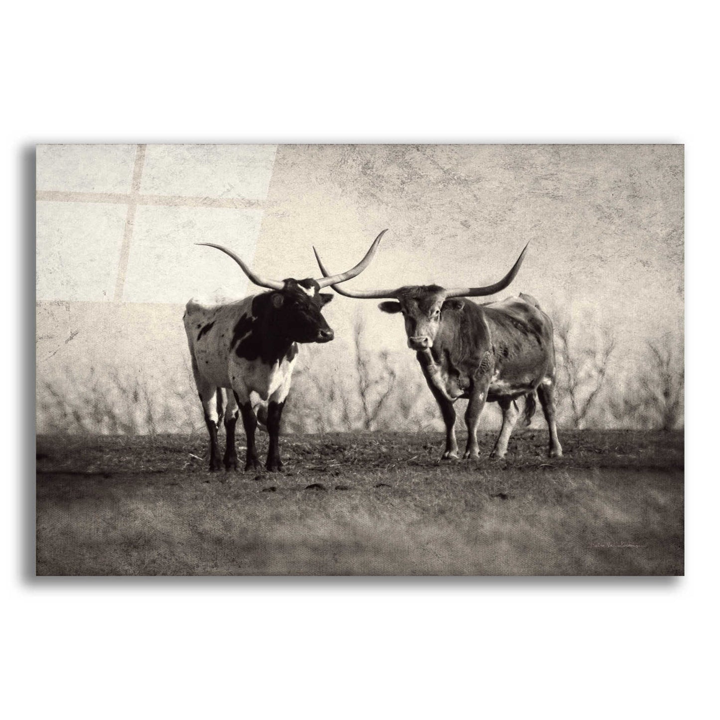 Epic Art 'Texas Longhorns' by Debra Van Swearingen, Acrylic Glass Wall Art,16x12