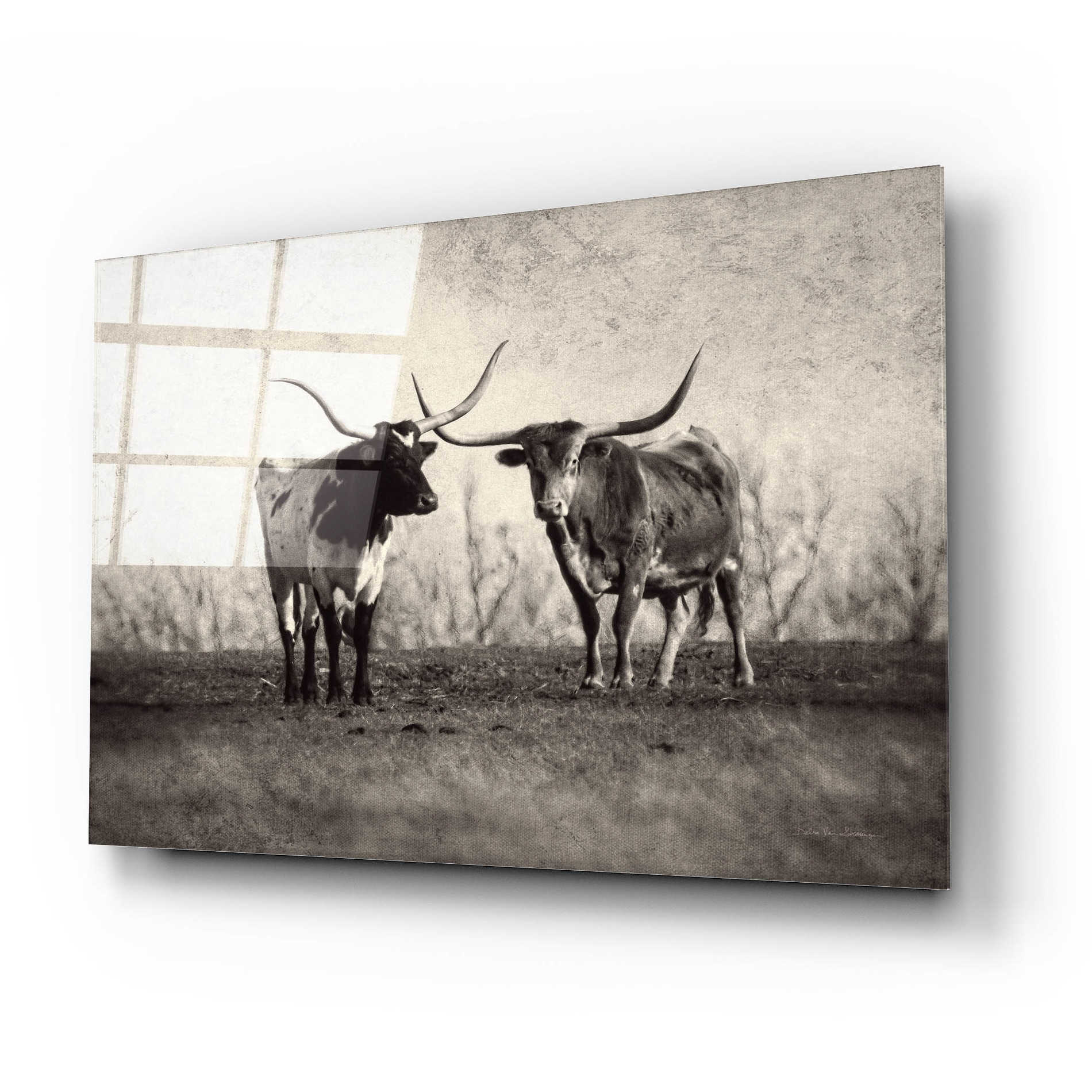 Epic Art 'Texas Longhorns' by Debra Van Swearingen, Acrylic Glass Wall Art,24x16