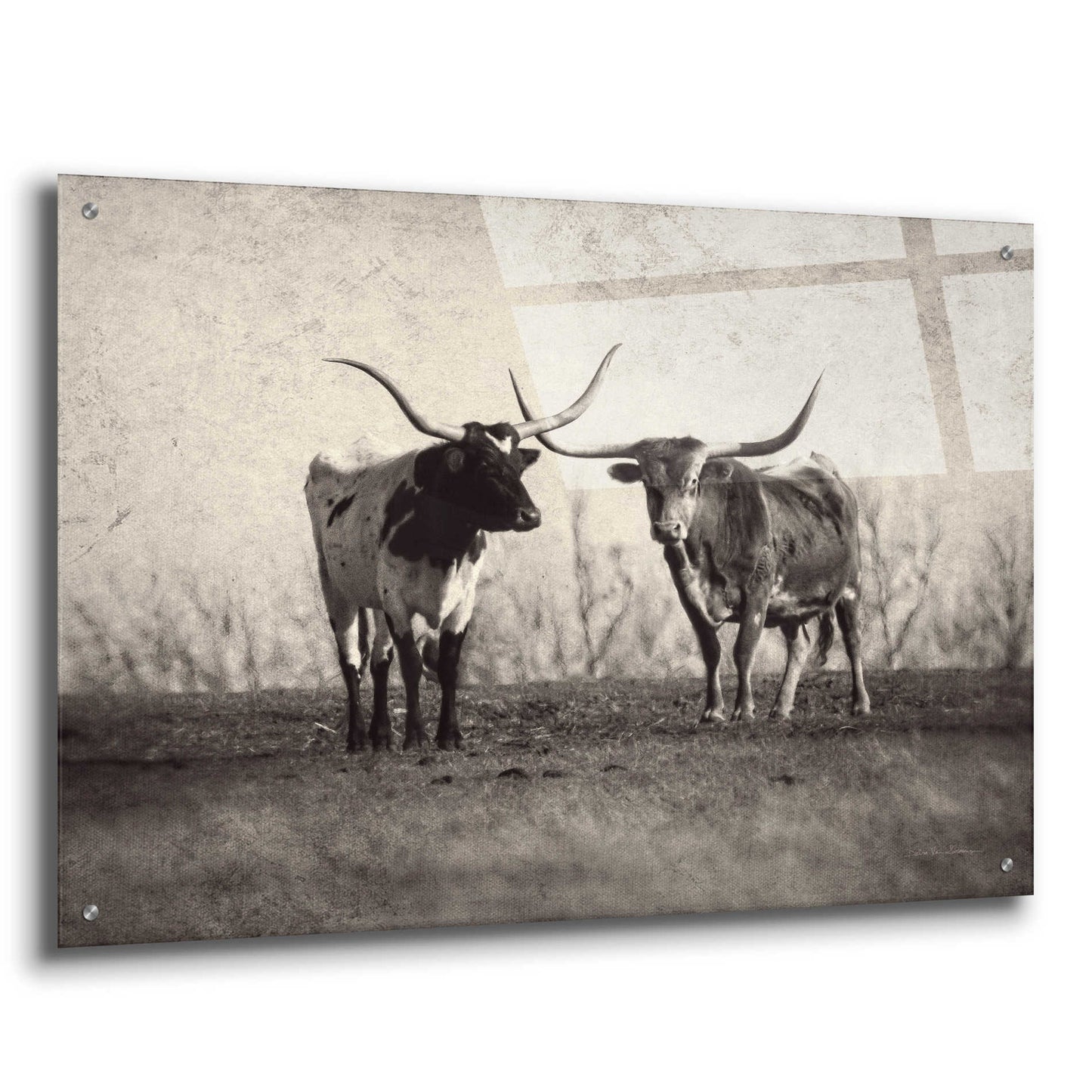 Epic Art 'Texas Longhorns' by Debra Van Swearingen, Acrylic Glass Wall Art,36x24