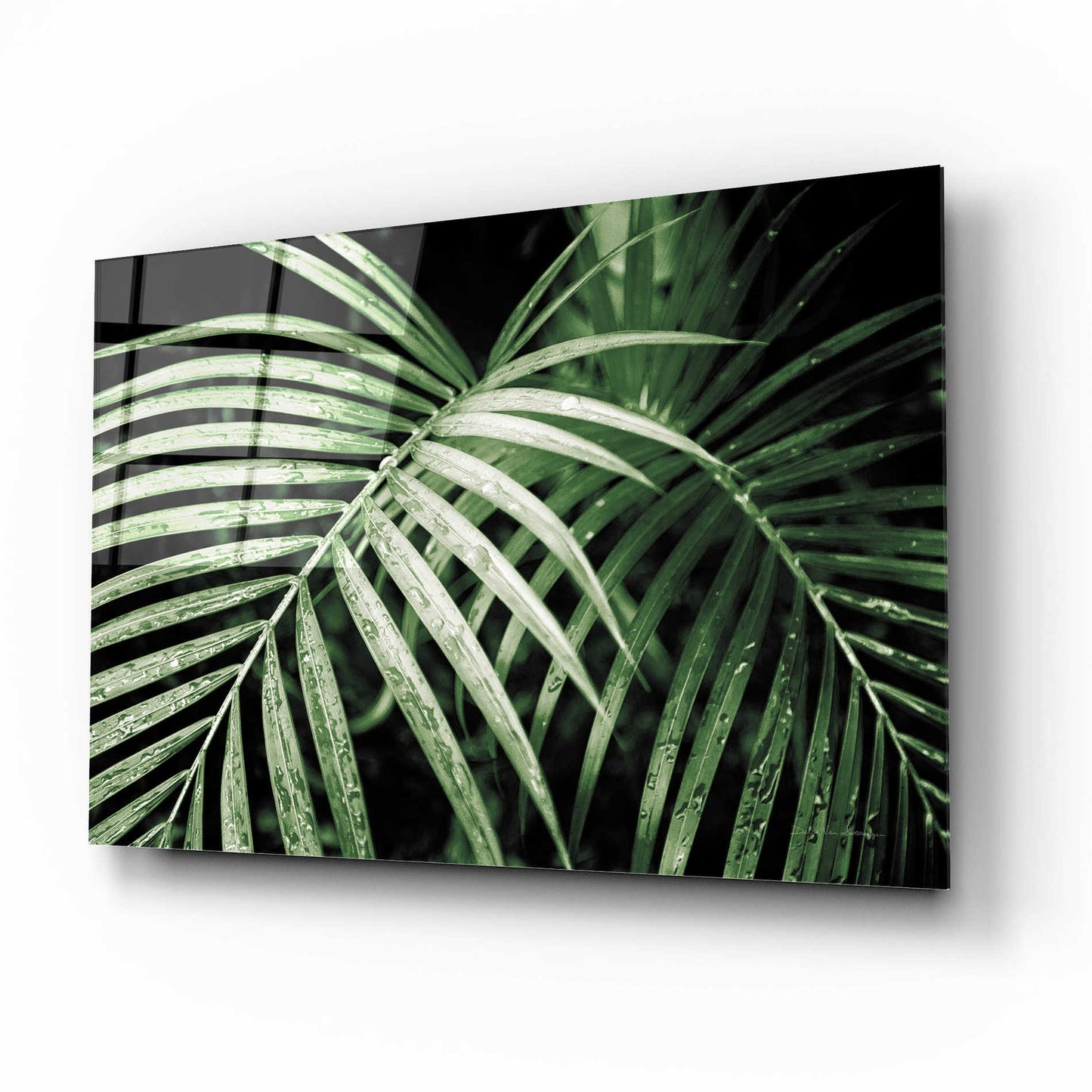 Epic Art 'Palm Fronds Green' by Debra Van Swearingen, Acrylic Glass Wall Art,16x12