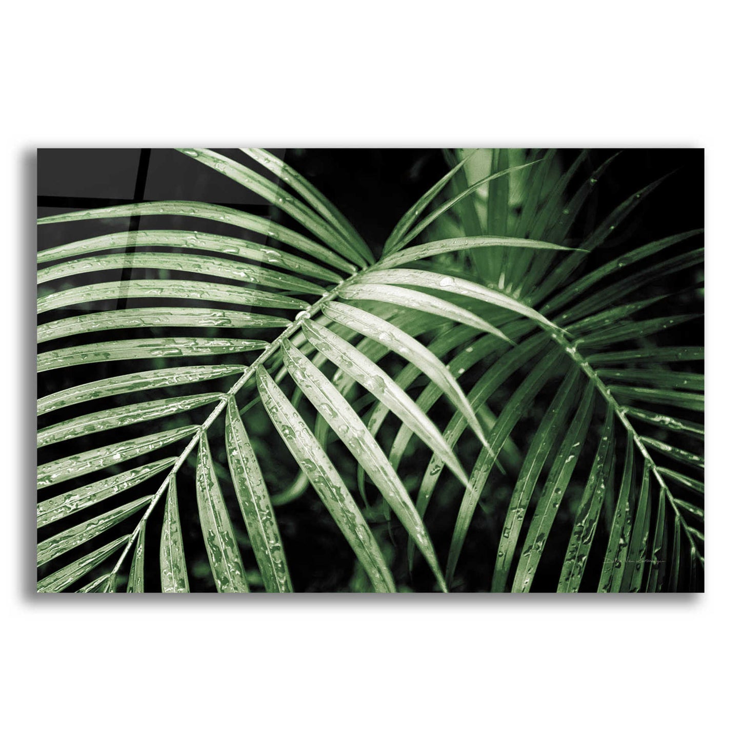 Epic Art 'Palm Fronds Green' by Debra Van Swearingen, Acrylic Glass Wall Art,16x12