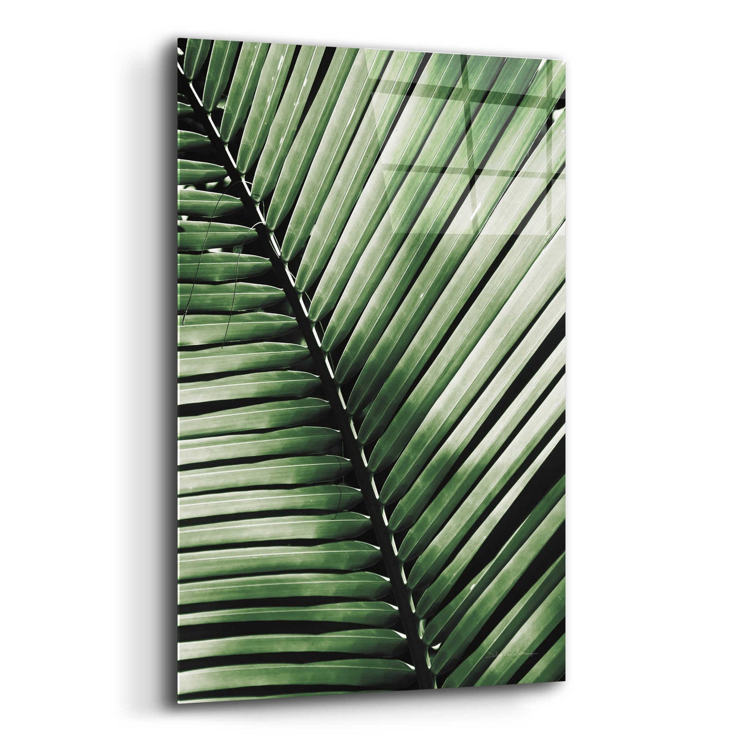 Epic Art 'Palm Frond I Green' by Debra Van Swearingen, Acrylic Glass Wall Art,12x16