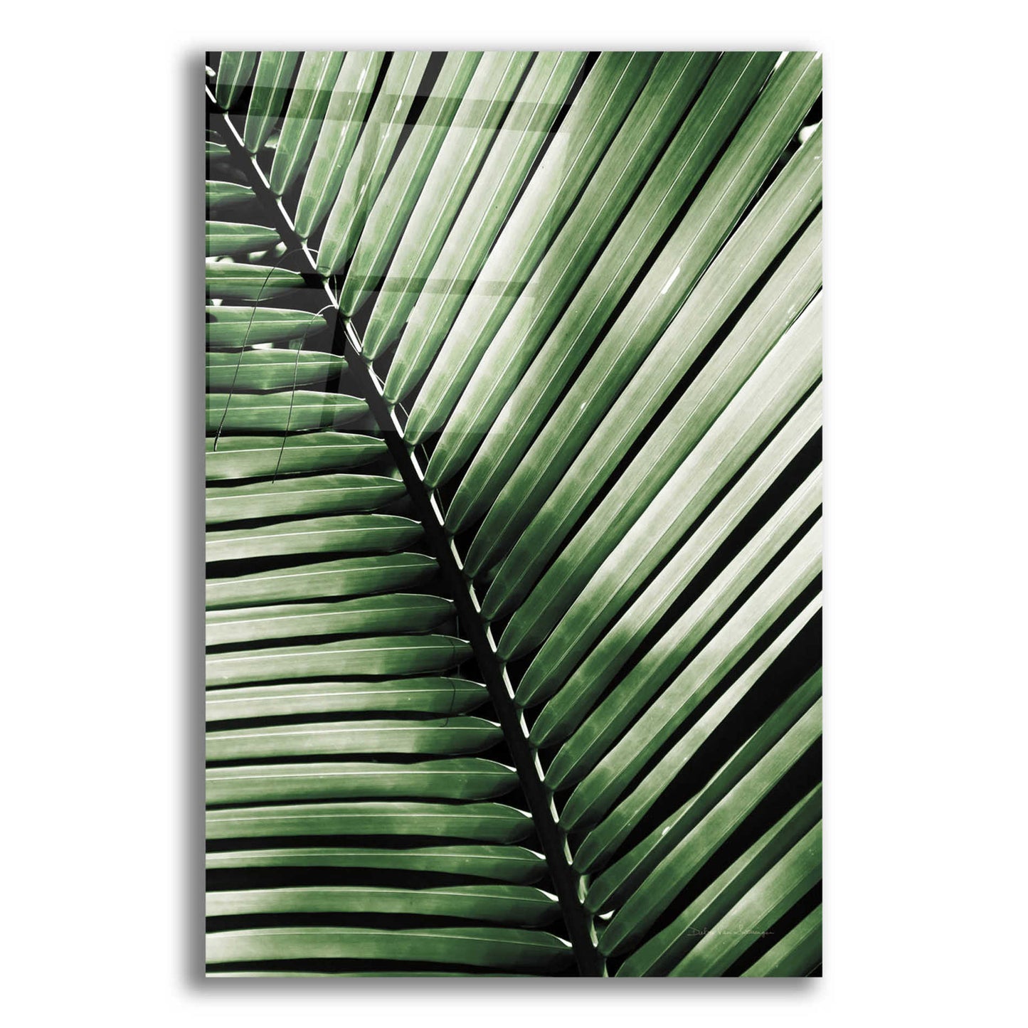 Epic Art 'Palm Frond I Green' by Debra Van Swearingen, Acrylic Glass Wall Art,12x16