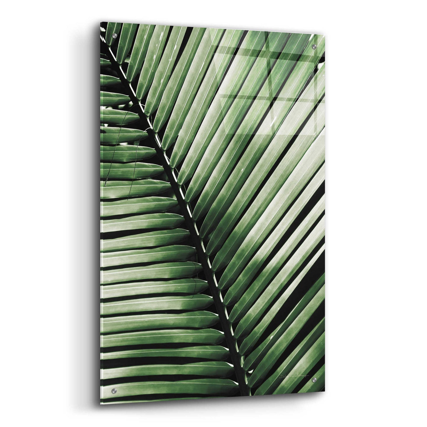 Epic Art 'Palm Frond I Green' by Debra Van Swearingen, Acrylic Glass Wall Art,24x36