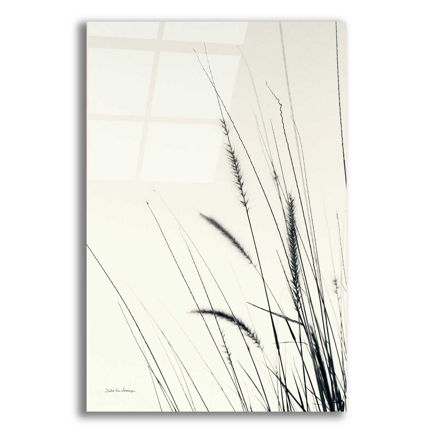 Epic Art 'Field Grasses II' by Debra Van Swearingen, Acrylic Glass Wall Art,12x16