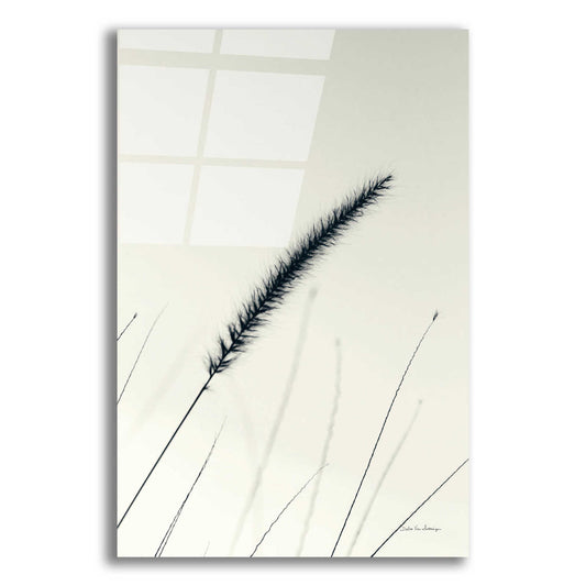 Epic Art 'Field Grasses V' by Debra Van Swearingen, Acrylic Glass Wall Art