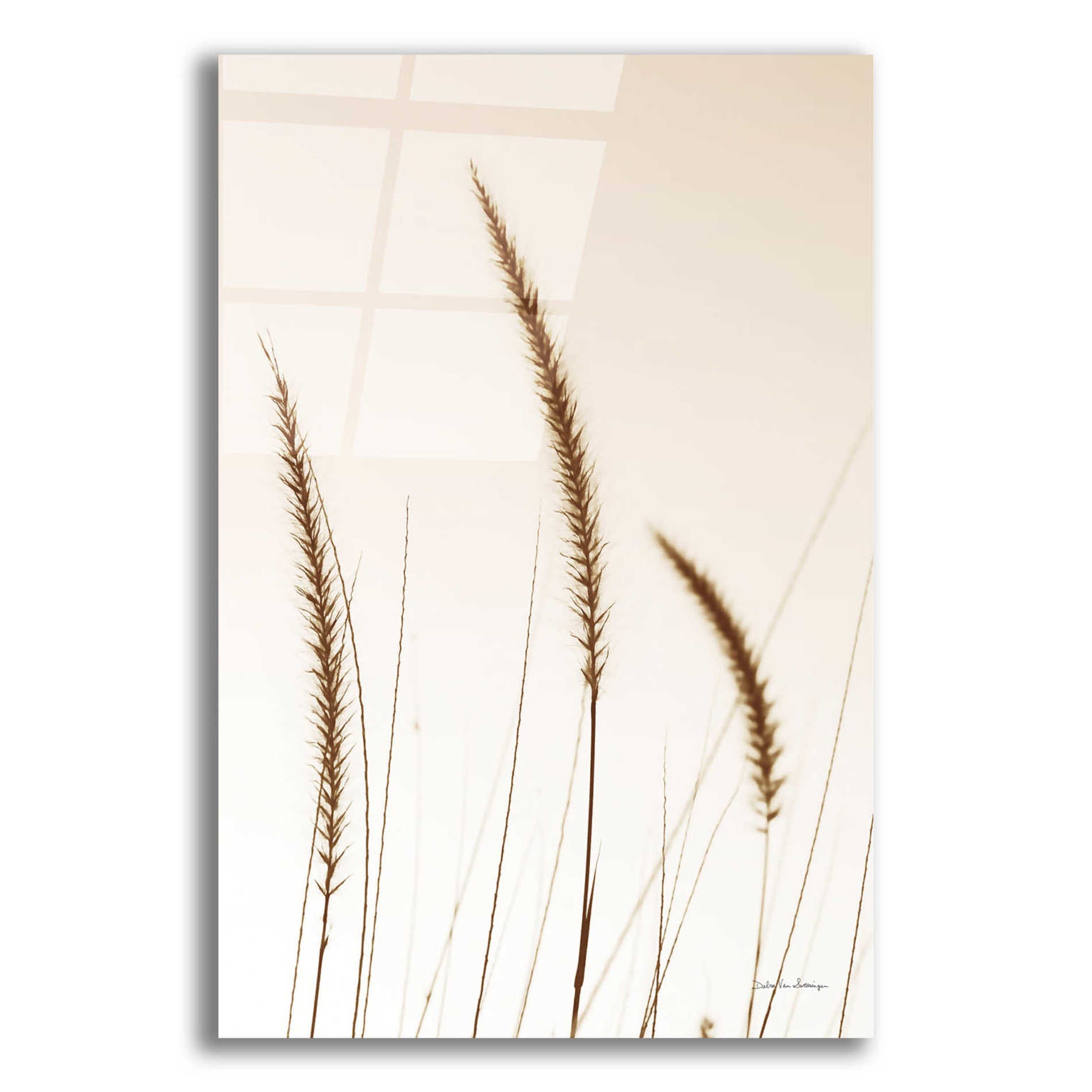 Epic Art 'Field Grasses IV Sepia' by Debra Van Swearingen, Acrylic Glass Wall Art,12x16