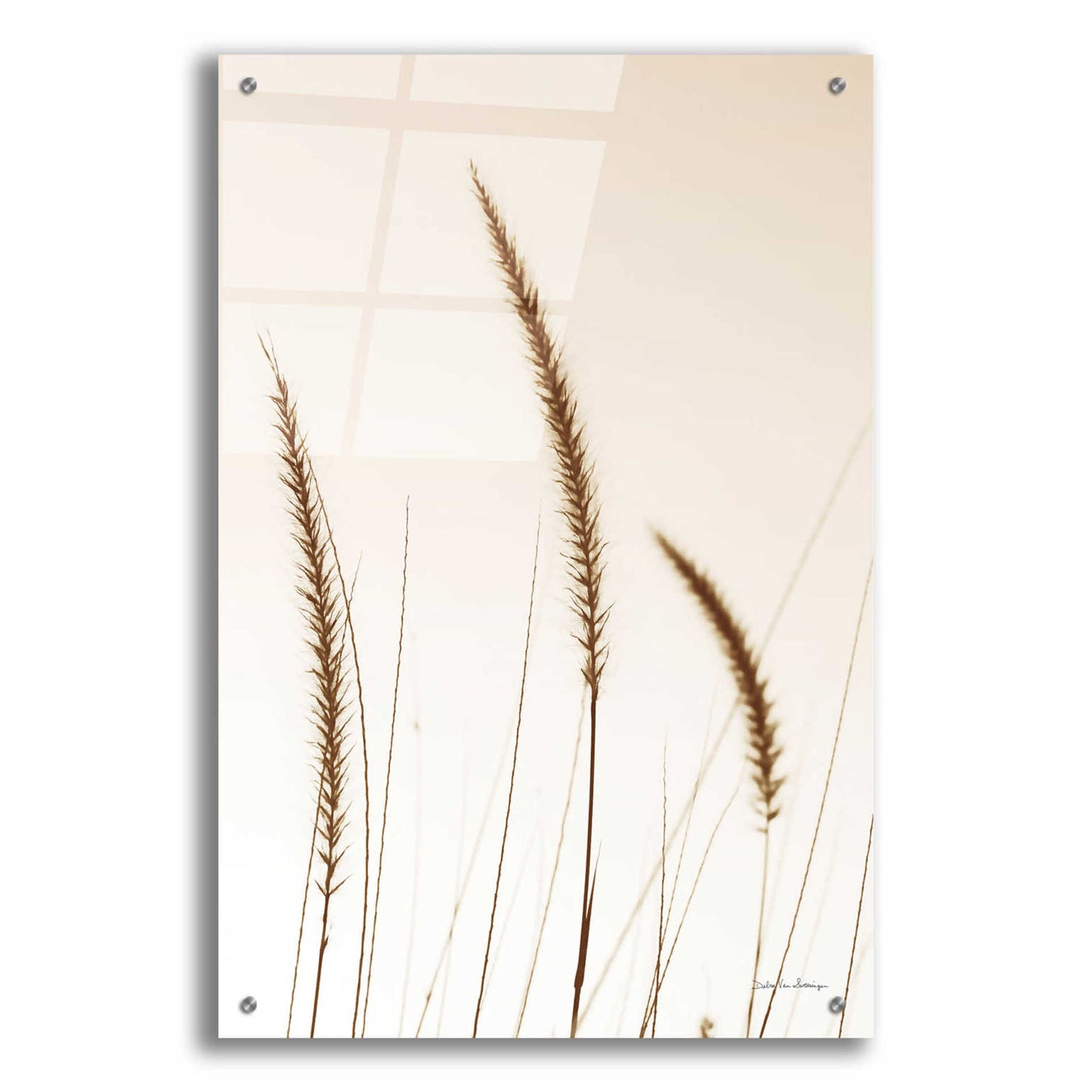 Epic Art 'Field Grasses IV Sepia' by Debra Van Swearingen, Acrylic Glass Wall Art,24x36