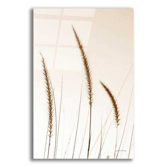 Epic Art 'Field Grasses IV Sepia' by Debra Van Swearingen, Acrylic Glass Wall Art