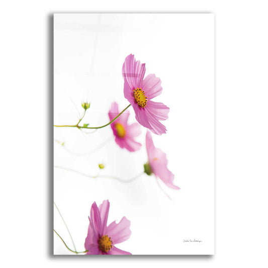 Epic Art 'Pale Cosmos I' by Debra Van Swearingen, Acrylic Glass Wall Art