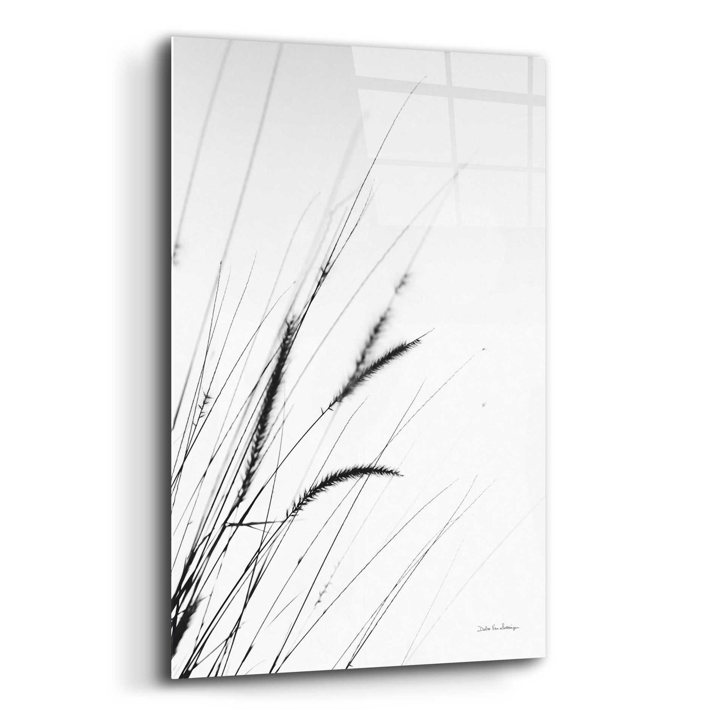 Epic Art 'Field Grasses I White' by Debra Van Swearingen, Acrylic Glass Wall Art,12x16