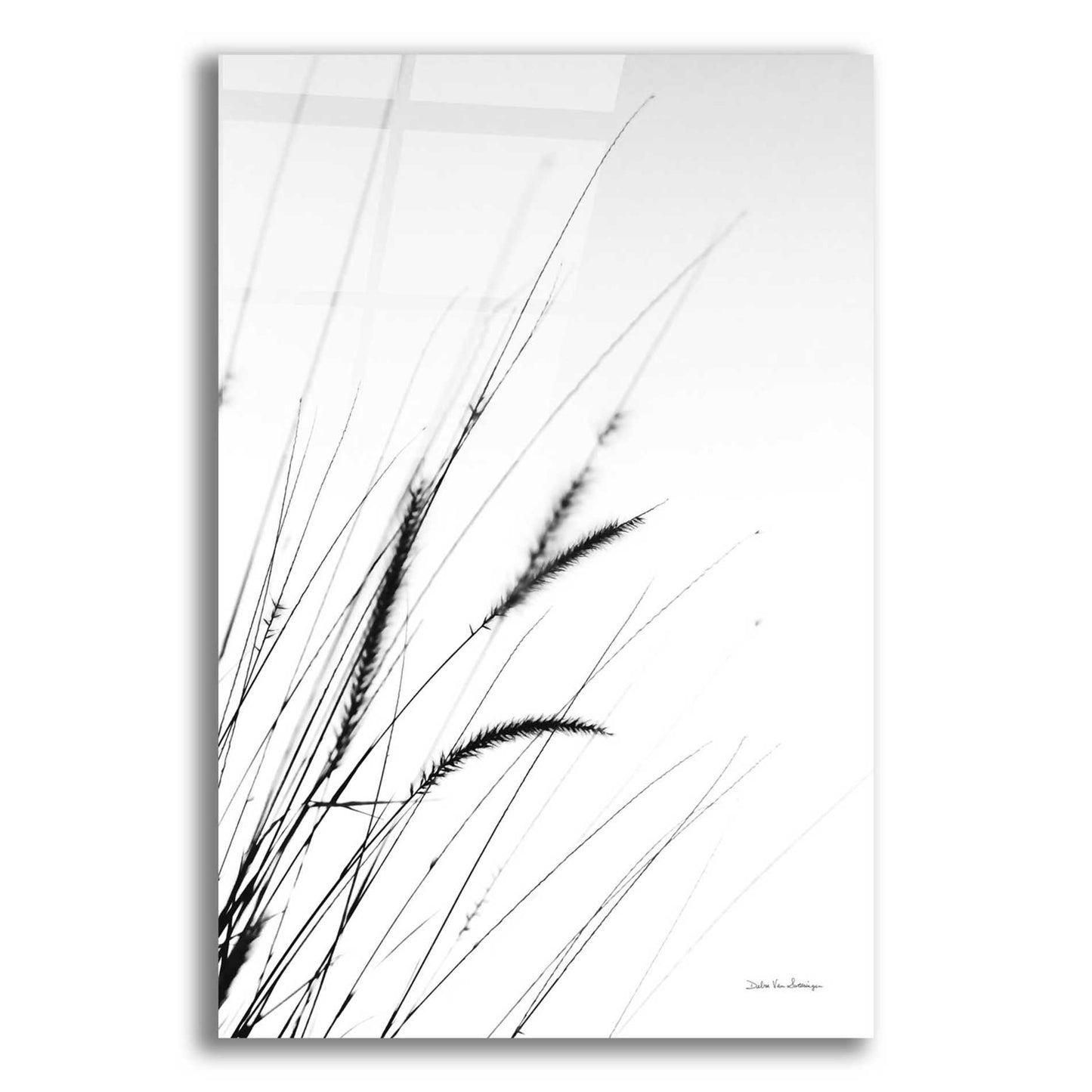 Epic Art 'Field Grasses I White' by Debra Van Swearingen, Acrylic Glass Wall Art,12x16