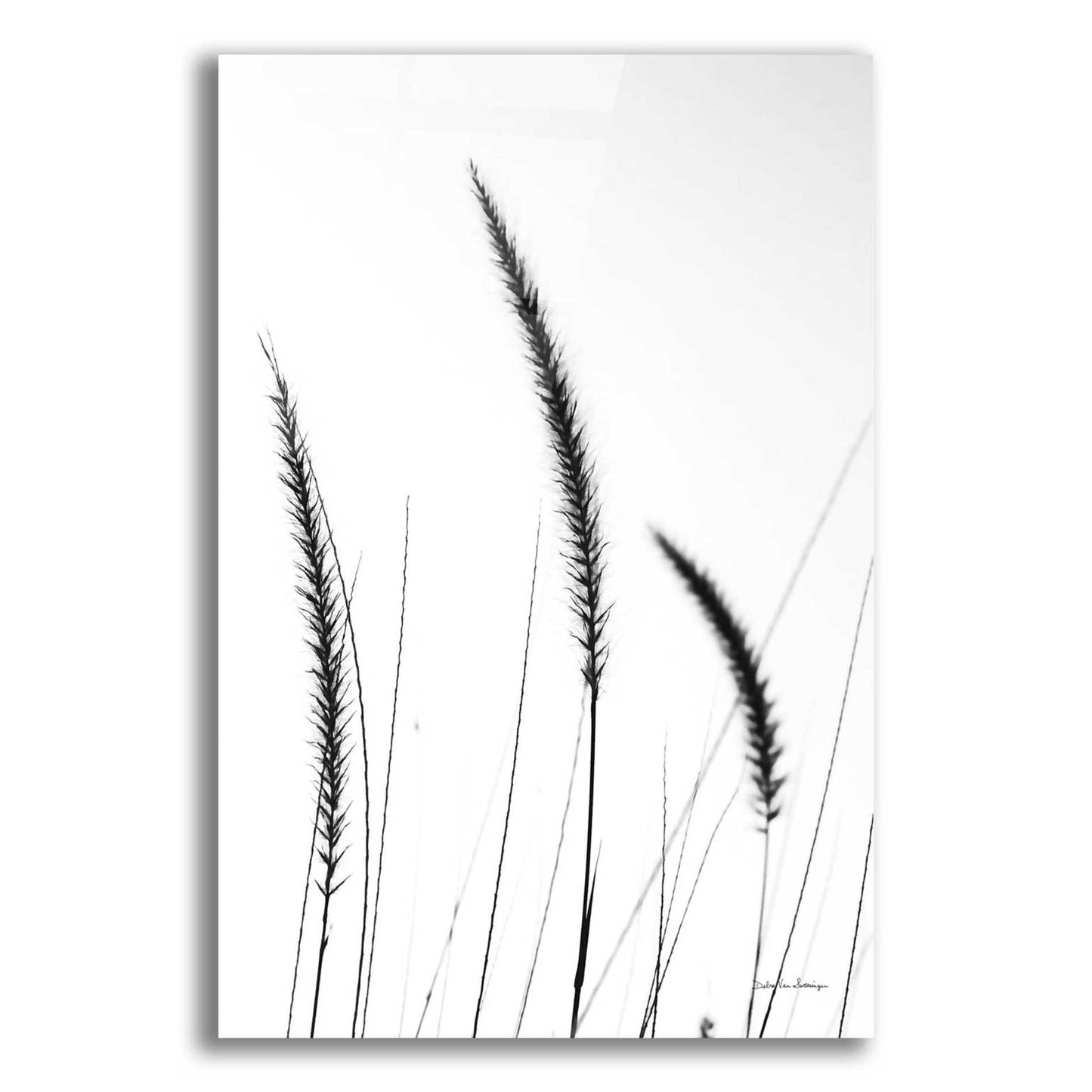 Epic Art 'Field Grasses IV White' by Debra Van Swearingen, Acrylic Glass Wall Art,12x16