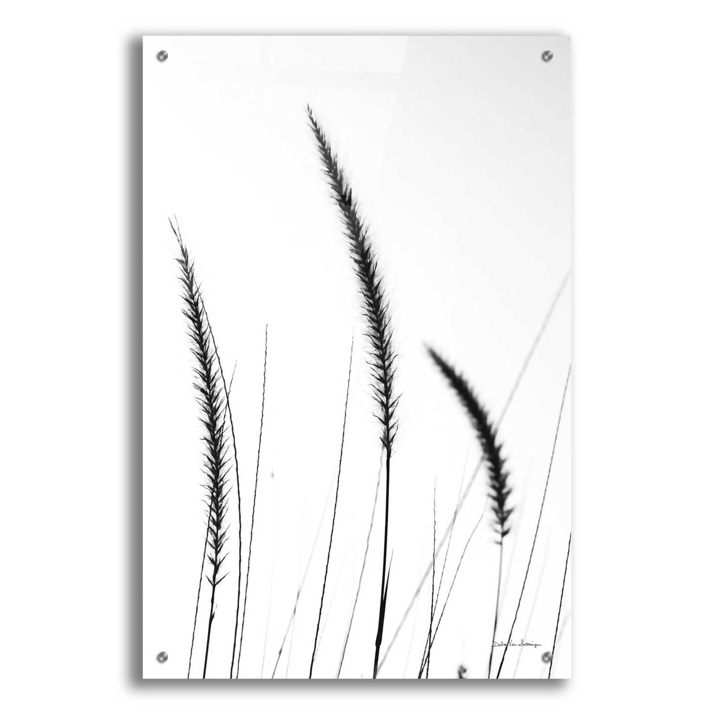 Epic Art 'Field Grasses IV White' by Debra Van Swearingen, Acrylic Glass Wall Art,24x36