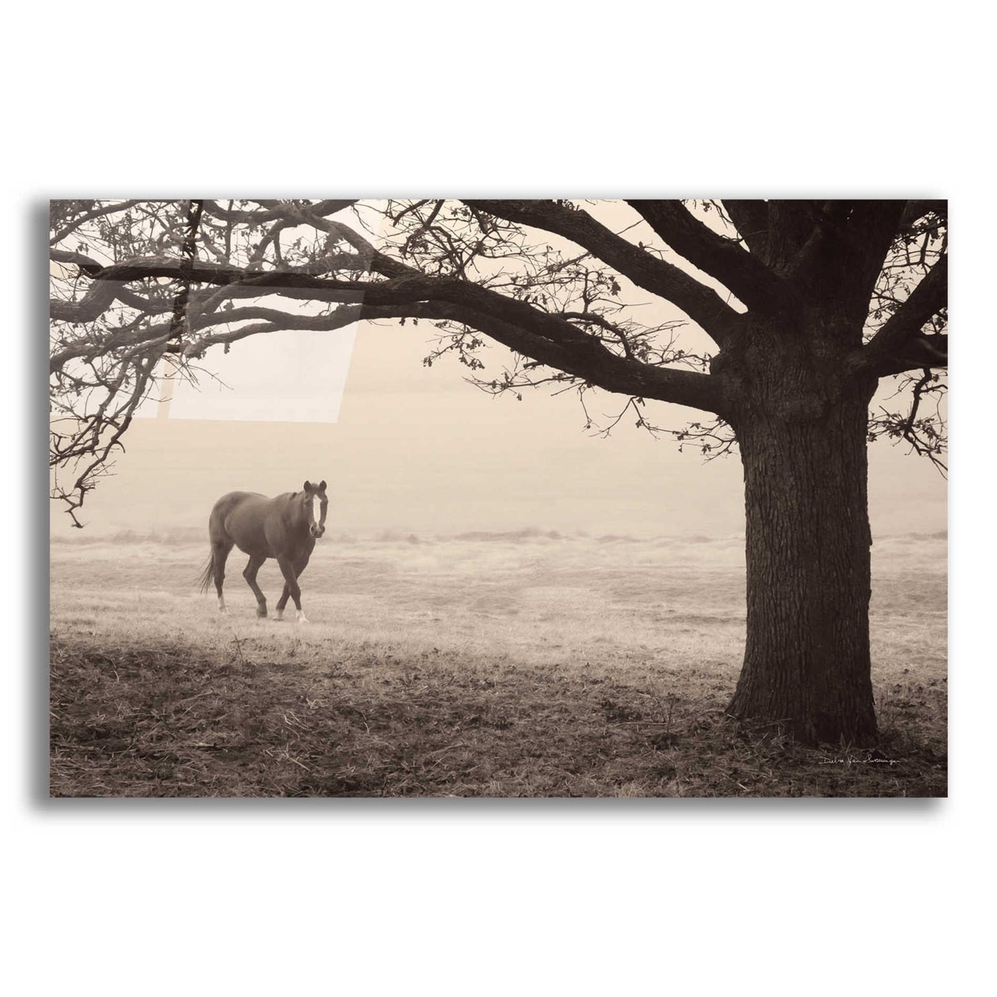 Epic Art 'Hazy Horse I' by Debra Van Swearingen, Acrylic Glass Wall Art