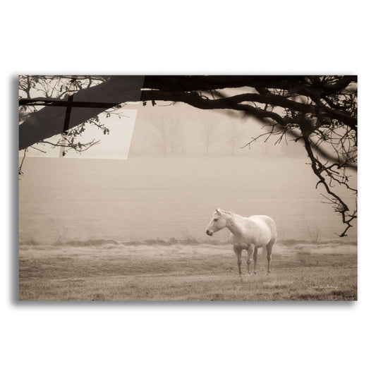 Epic Art 'Hazy Horse II' by Debra Van Swearingen, Acrylic Glass Wall Art