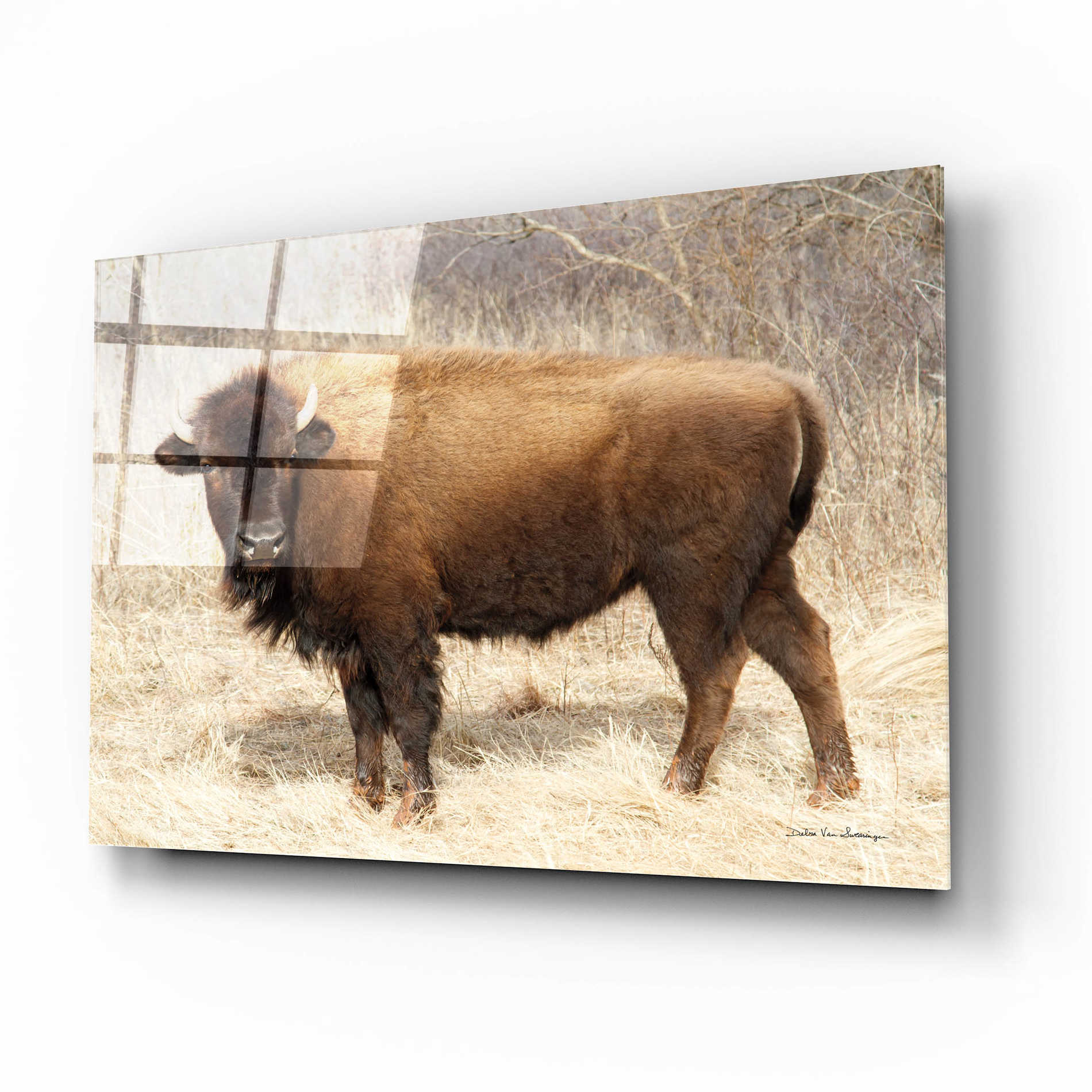 Epic Art 'American Bison I' by Debra Van Swearingen, Acrylic Glass Wall Art,16x12