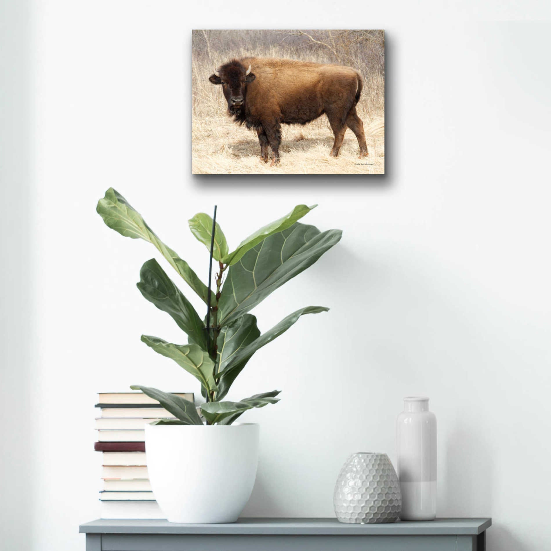 Epic Art 'American Bison I' by Debra Van Swearingen, Acrylic Glass Wall Art,16x12