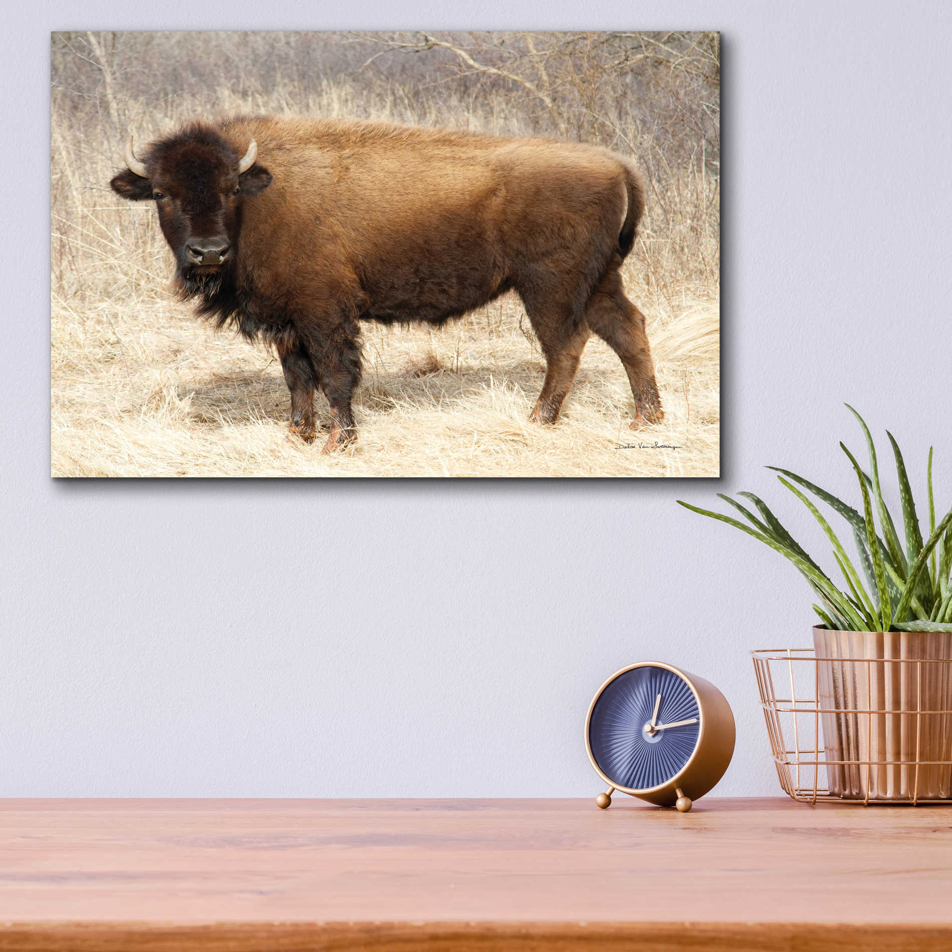 Epic Art 'American Bison I' by Debra Van Swearingen, Acrylic Glass Wall Art,16x12