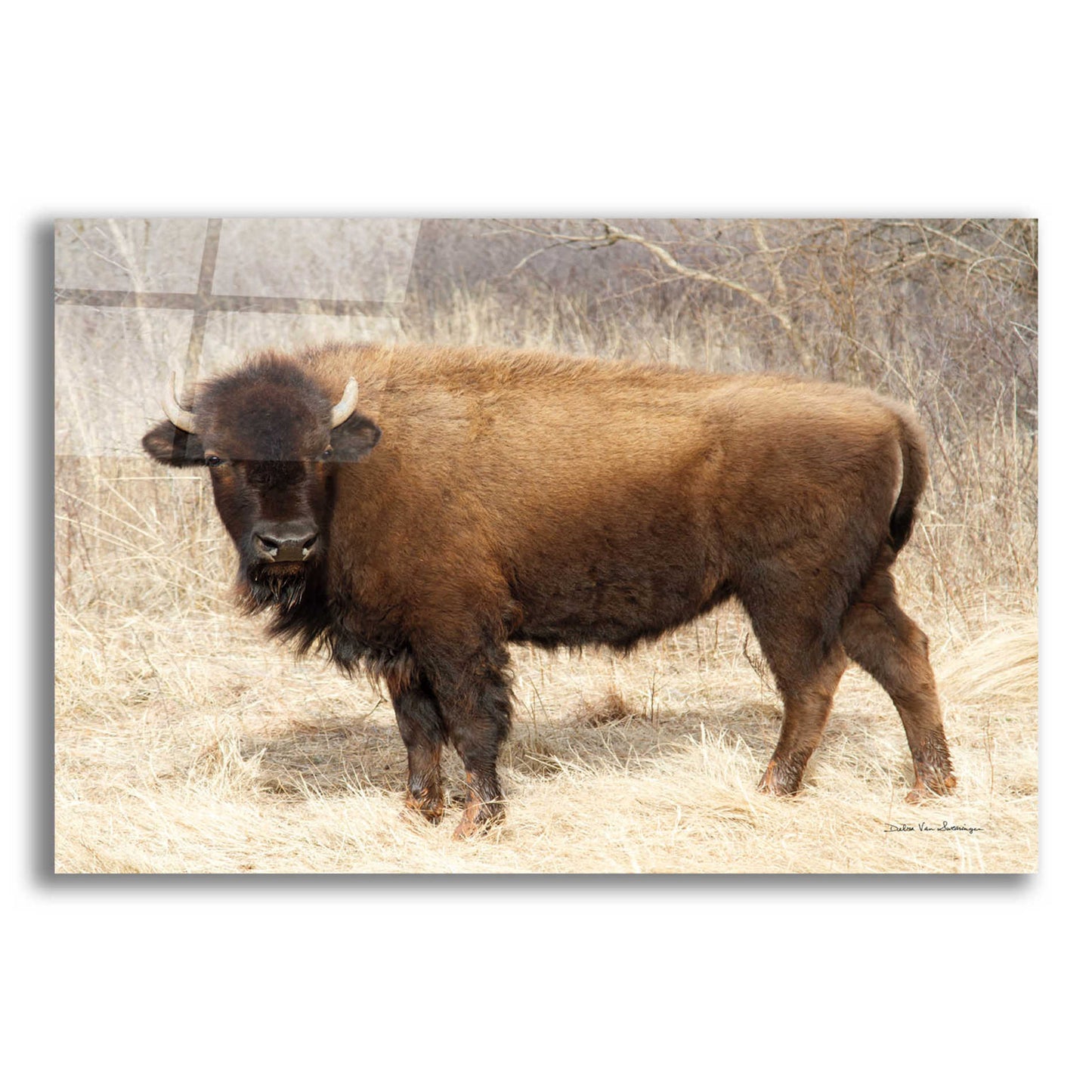 Epic Art 'American Bison I' by Debra Van Swearingen, Acrylic Glass Wall Art,16x12