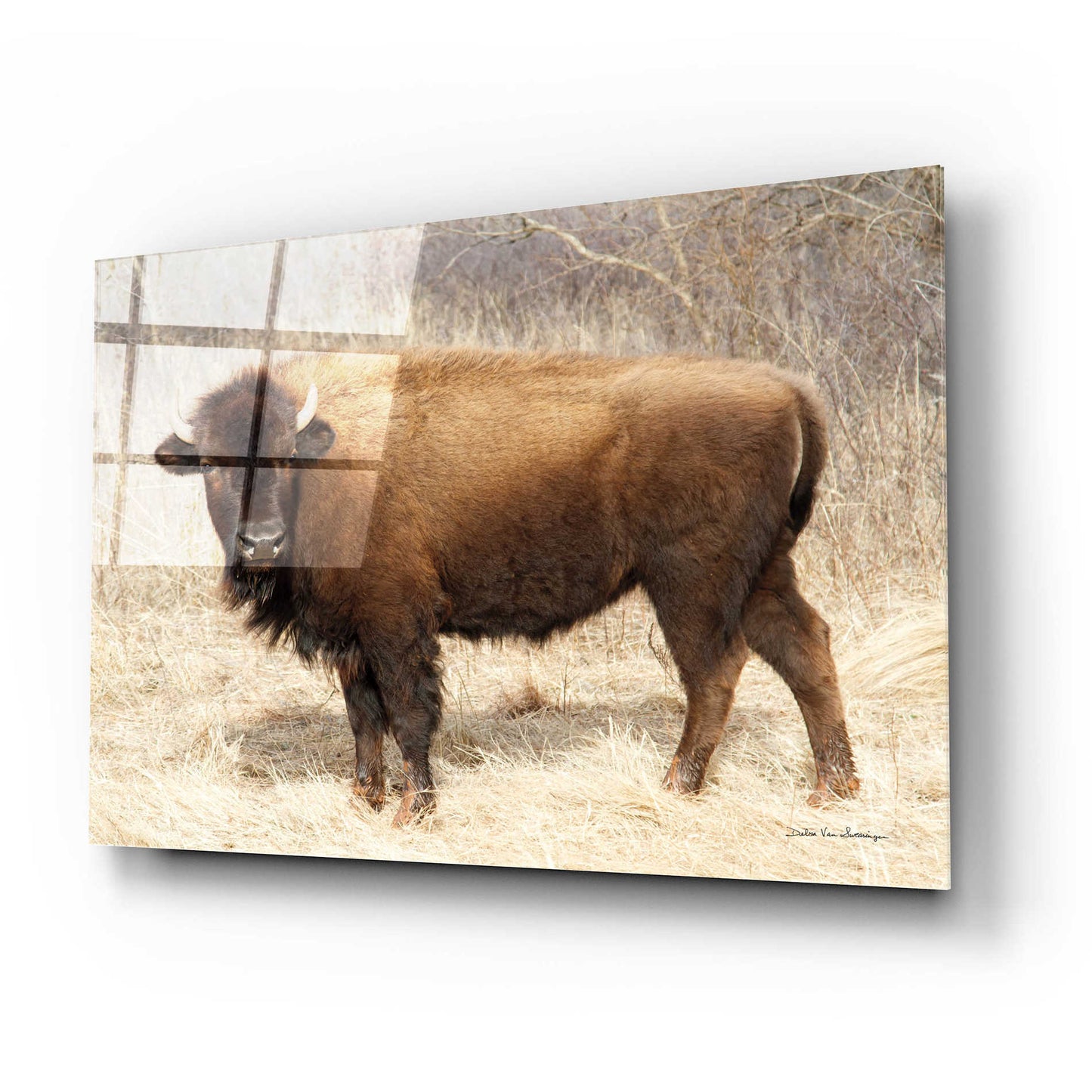 Epic Art 'American Bison I' by Debra Van Swearingen, Acrylic Glass Wall Art,24x16