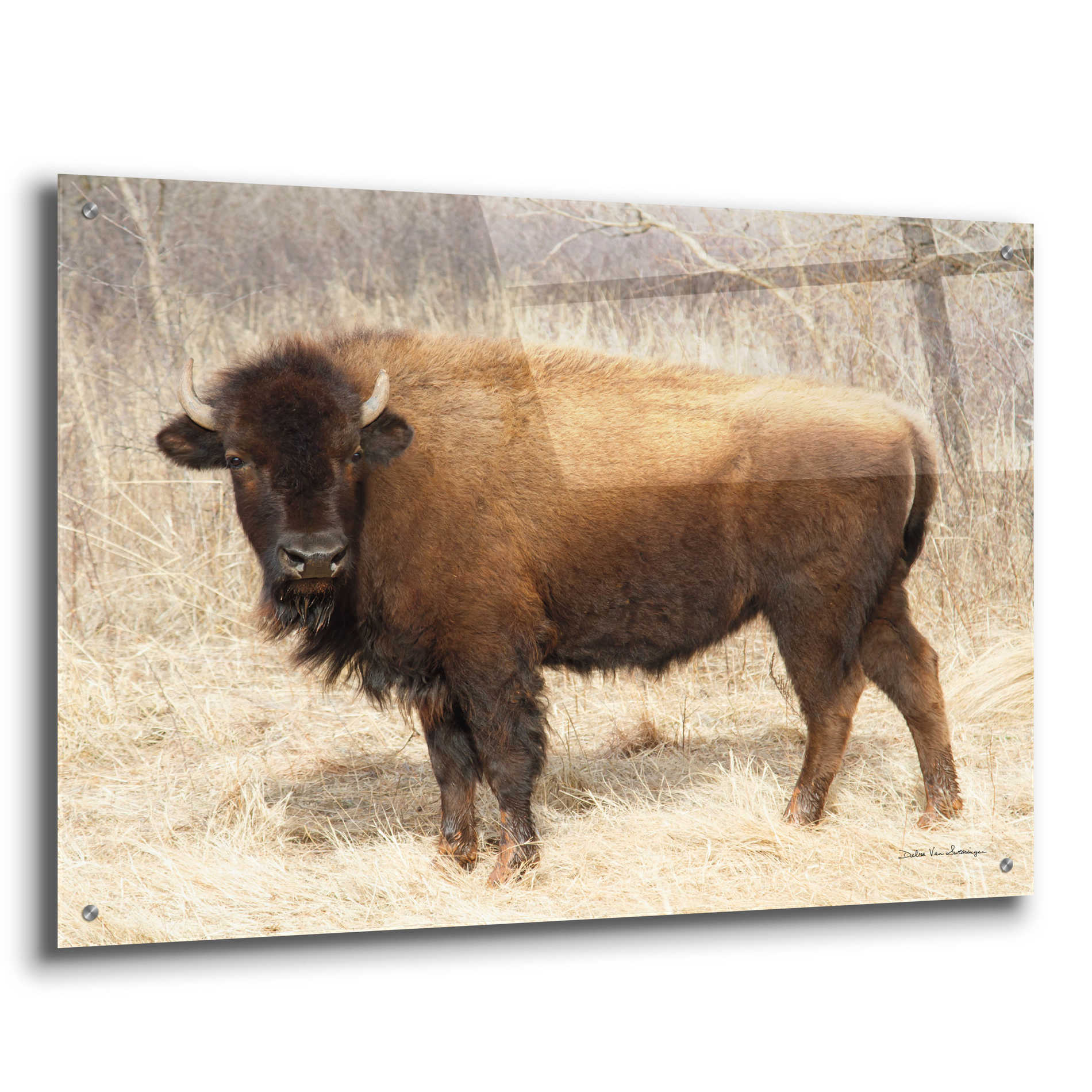 Epic Art 'American Bison I' by Debra Van Swearingen, Acrylic Glass Wall Art,36x24