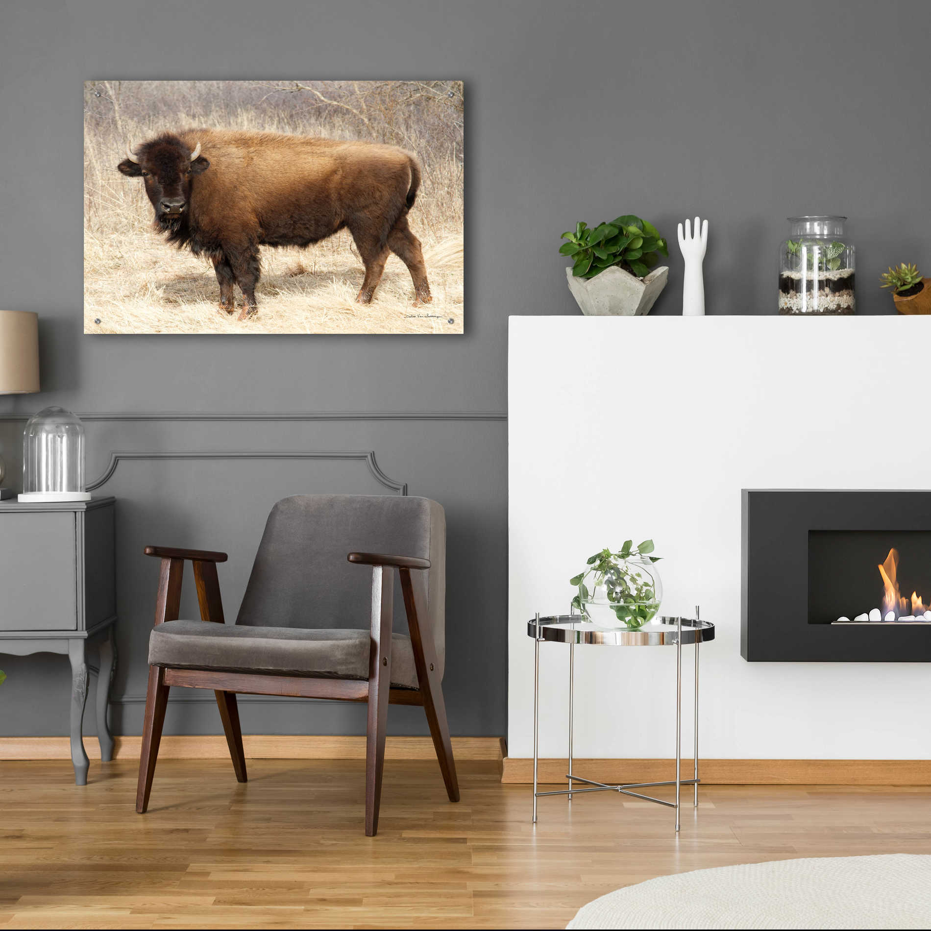 Epic Art 'American Bison I' by Debra Van Swearingen, Acrylic Glass Wall Art,36x24