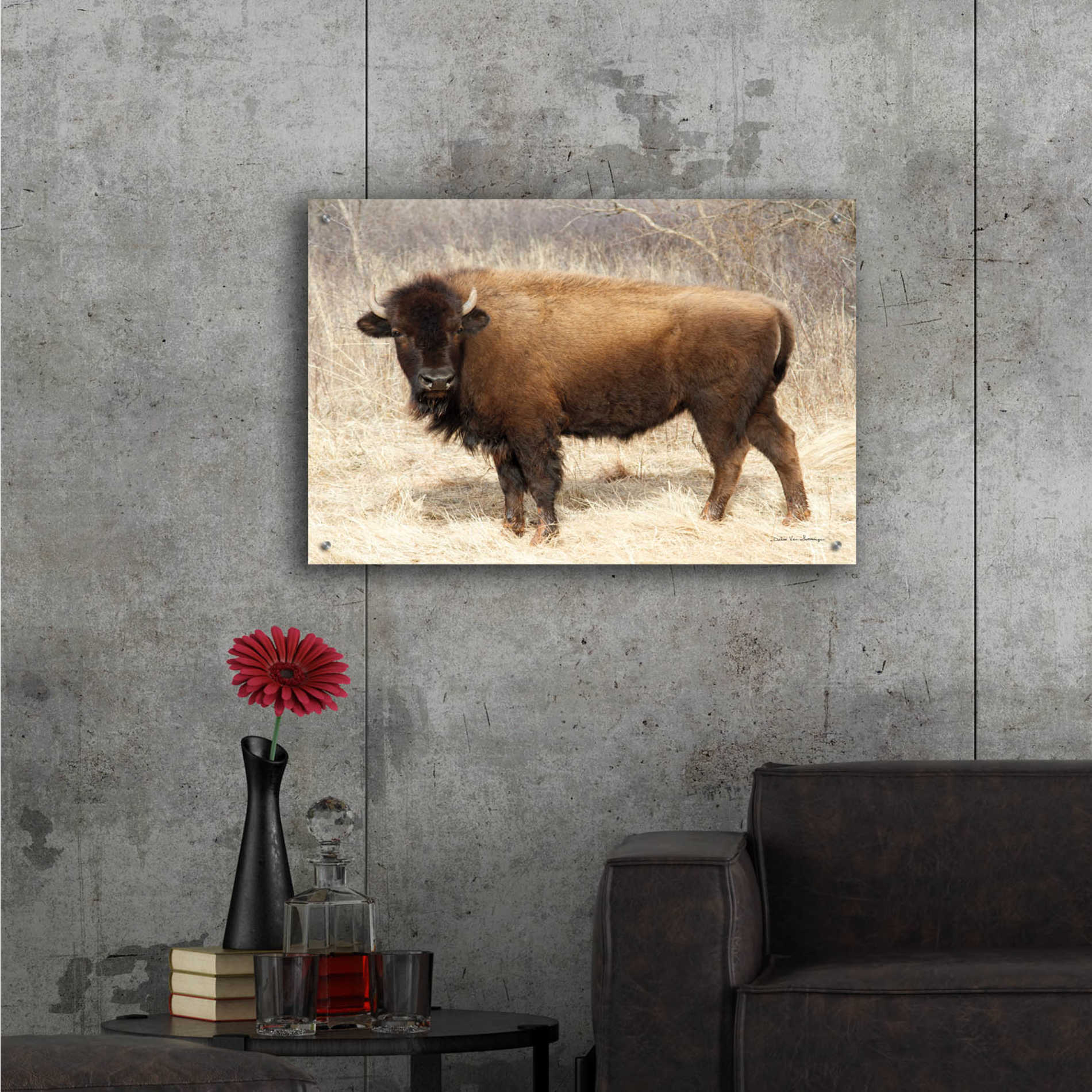 Epic Art 'American Bison I' by Debra Van Swearingen, Acrylic Glass Wall Art,36x24