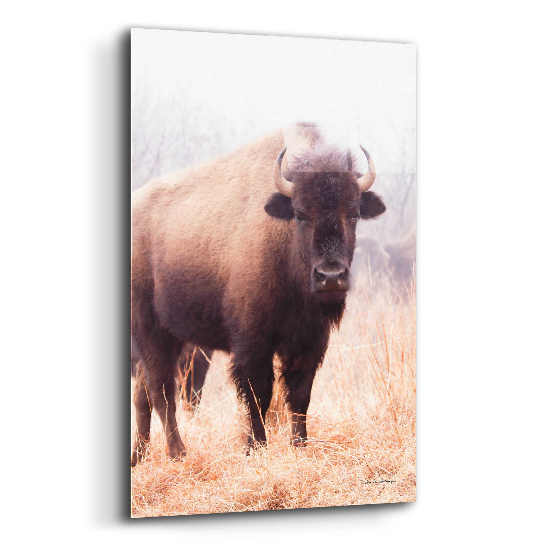 Epic Art 'American Bison V' by Debra Van Swearingen, Acrylic Glass Wall Art,12x16