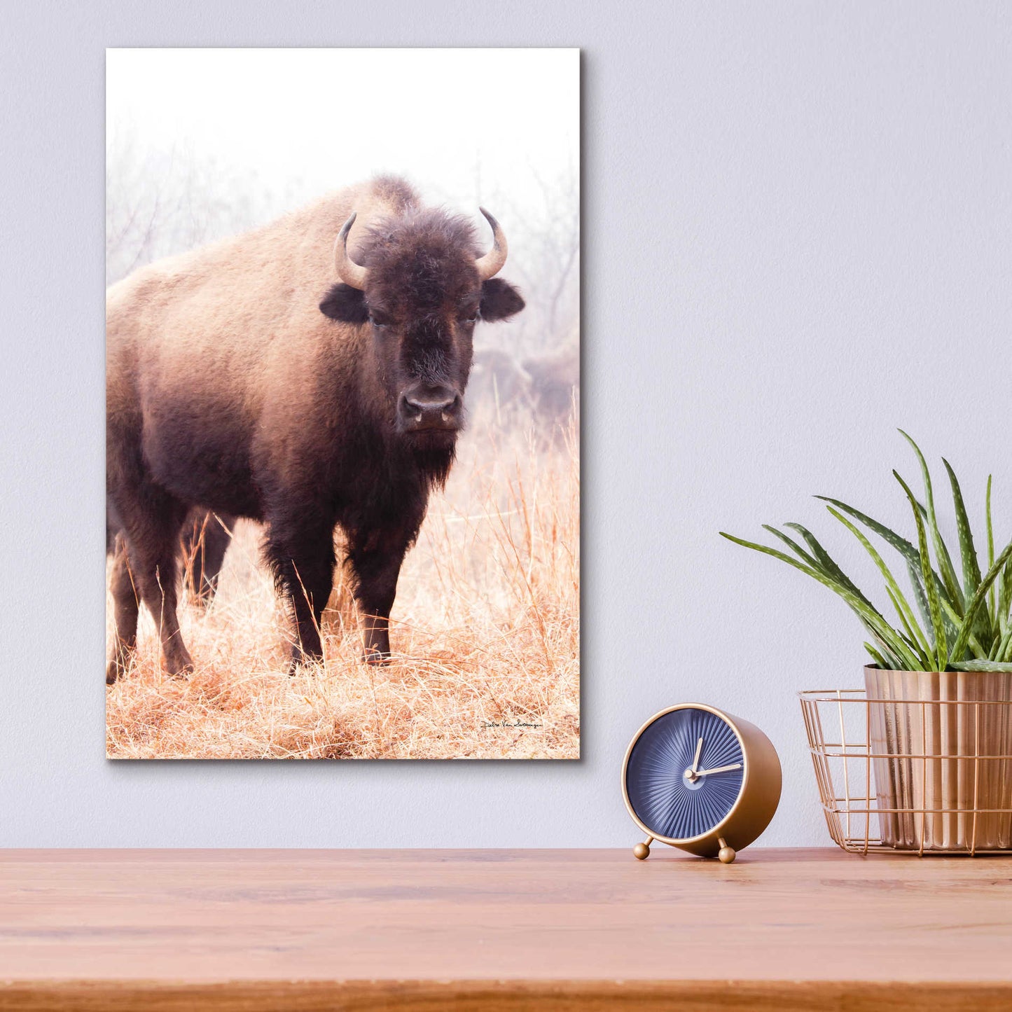 Epic Art 'American Bison V' by Debra Van Swearingen, Acrylic Glass Wall Art,12x16