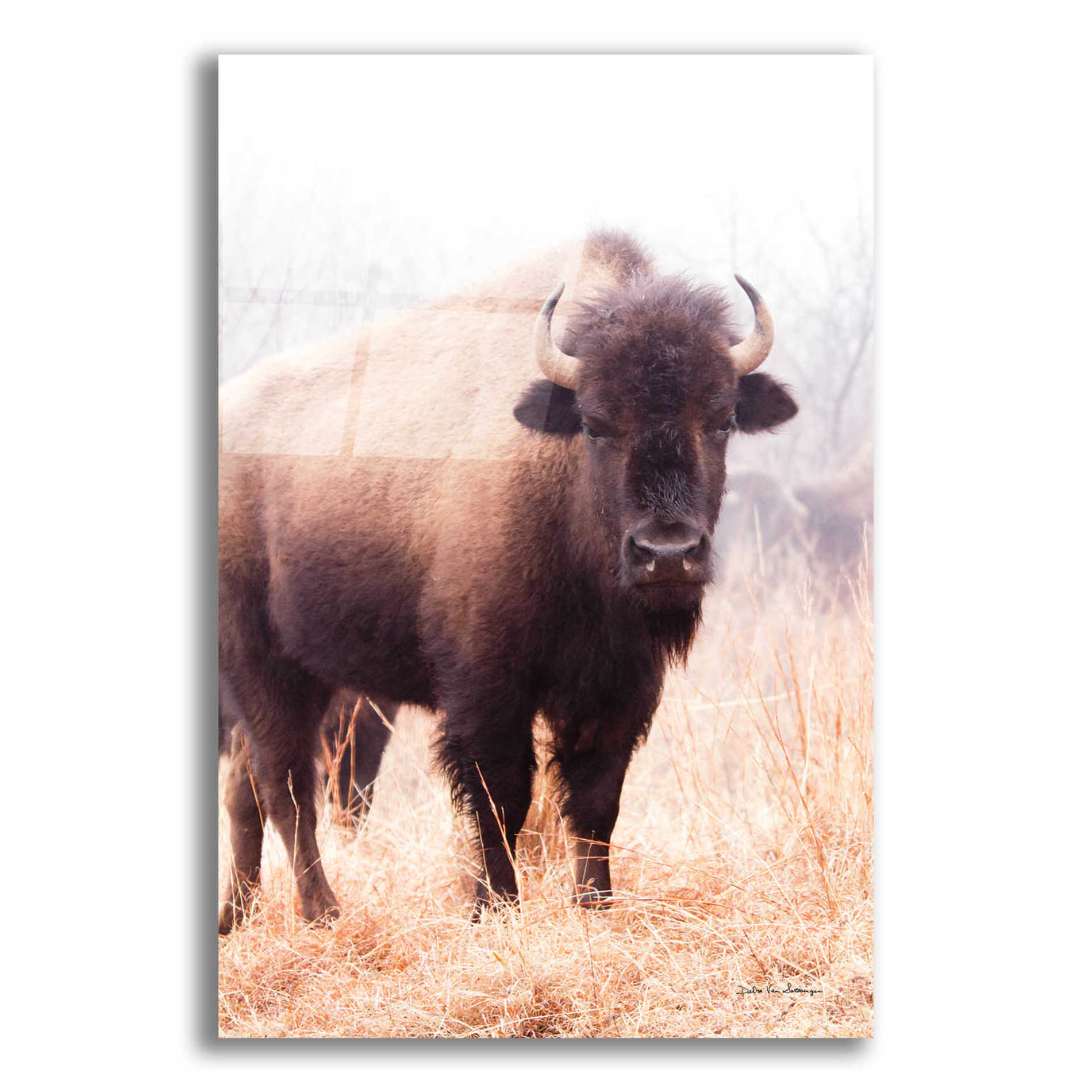 Epic Art 'American Bison V' by Debra Van Swearingen, Acrylic Glass Wall Art,12x16