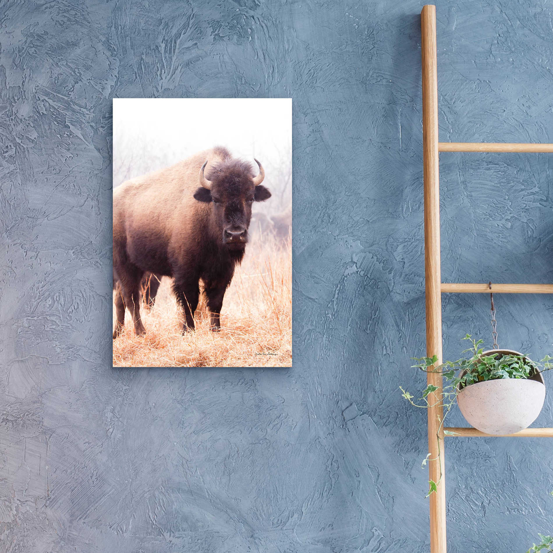 Epic Art 'American Bison V' by Debra Van Swearingen, Acrylic Glass Wall Art,16x24