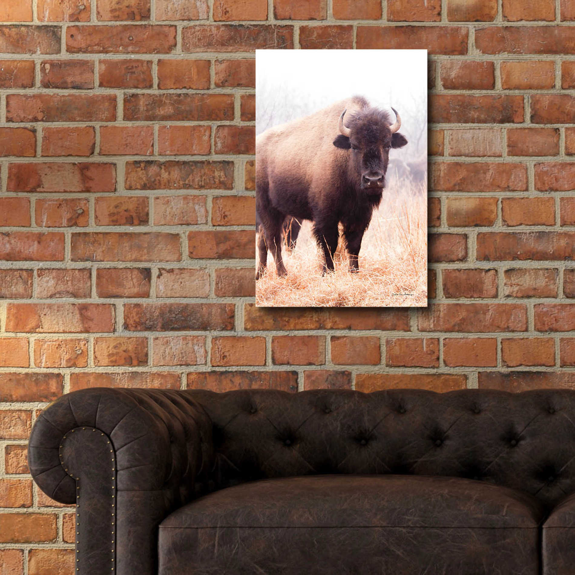 Epic Art 'American Bison V' by Debra Van Swearingen, Acrylic Glass Wall Art,16x24